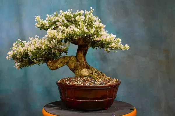 Blubell_Bonsai_Garden_Organic_Bluebell