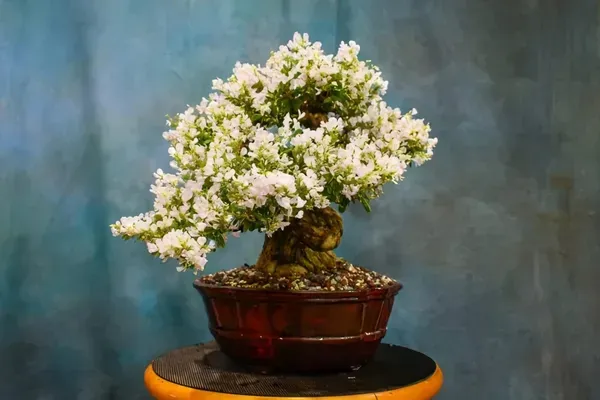 Blubell_Bonsai_Garden_Organic_Bluebell