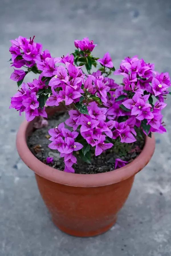 Refulgence_Bougainvilla_Organic_Bougainvillea_Plant