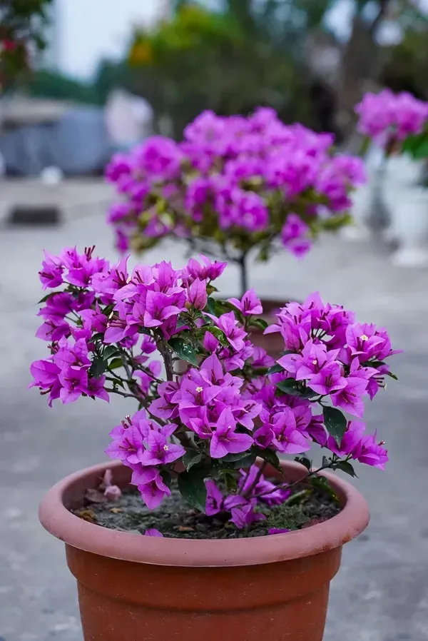 Refulgence_Bougainvilla_Organic_Bougainvillea_Plant