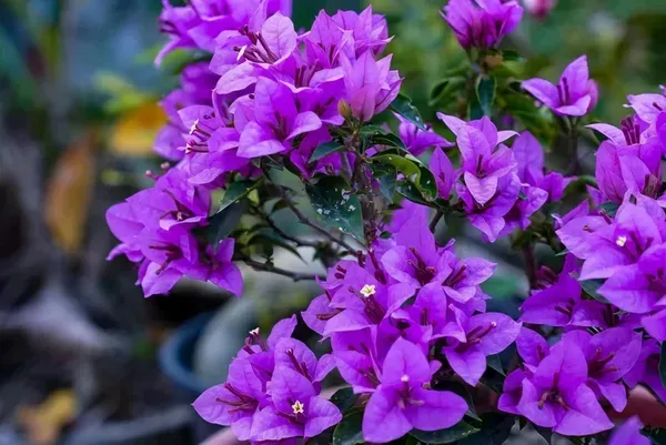 Refulgence_Bougainvilla_Organic_Bougainvillea_Plant