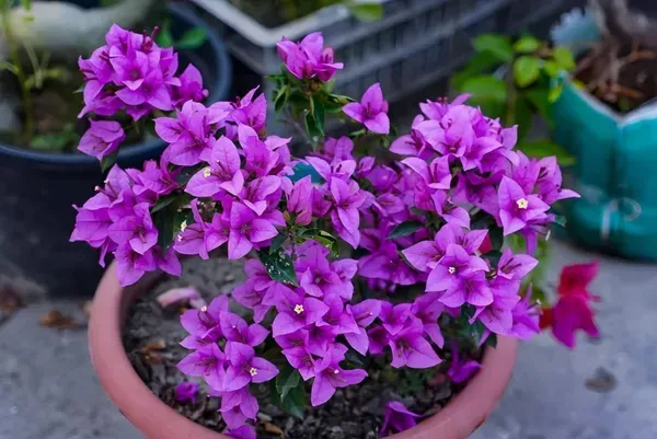 Refulgence_Bougainvilla_Organic_Bougainvillea_Plant