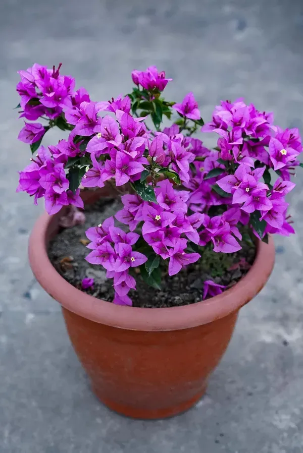 Refulgence_Bougainvilla_Organic_Bougainvillea_Plant