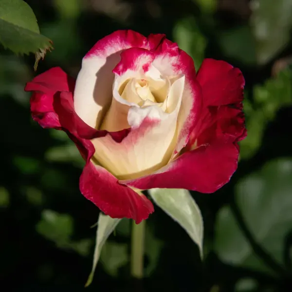 Double_Delight_Rose_Organic_Plant