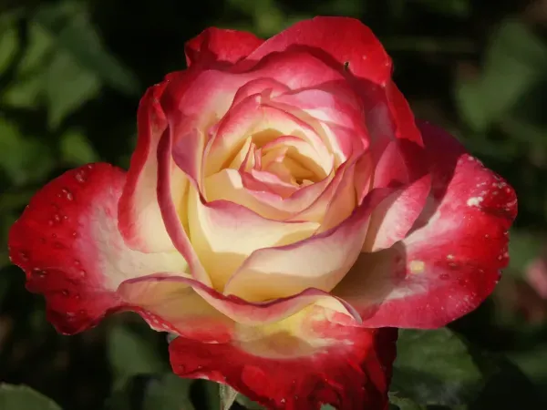 Double_Delight_Rose_Organic_Plant