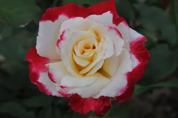 Double_Delight_Rose_Organic_Plant
