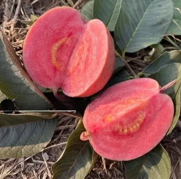 Black_Diamond_Guava_Organic_Plant