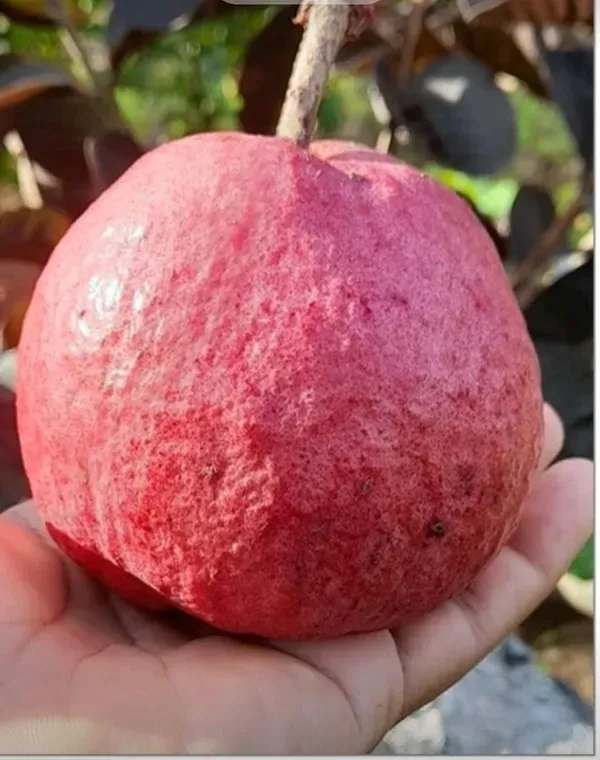 Black_Diamond_Guava_Organic_Plant