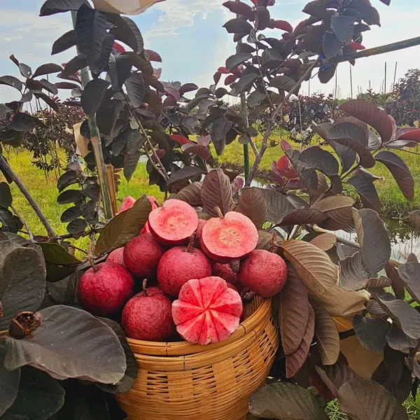 Black_Diamond_Guava_Organic_Plant