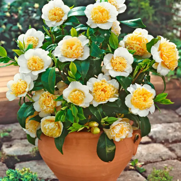 Australian_Camelia_Flower_Organic_Camellia