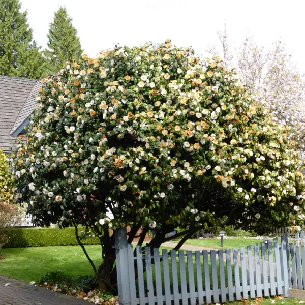 Australian_Camelia_Flower_Organic_Camellia