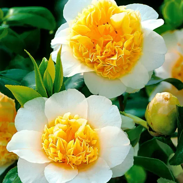 Australian_Camelia_Flower_Organic_Camellia