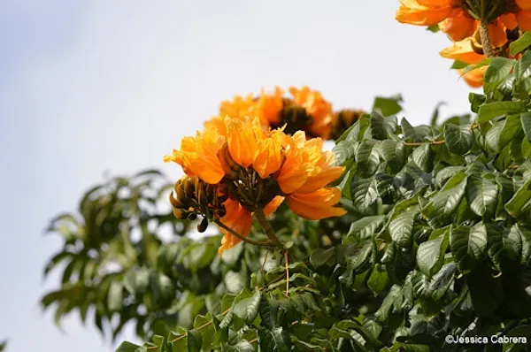 African_Tulip_Organic_Plant_For_Home