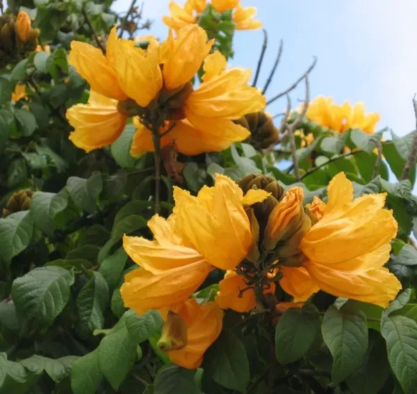 African_Tulip_Organic_Plant_For_Home