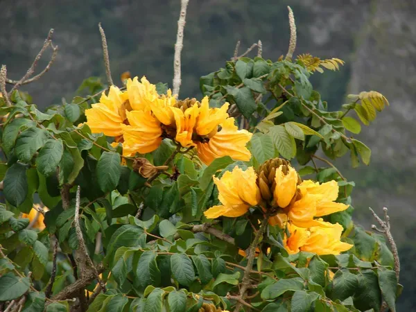 African_Tulip_Organic_Plant_For_Home