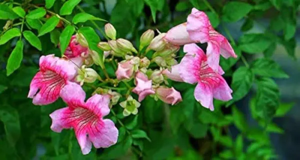 Tecoma_Climber_Pink_Organic_Plant
