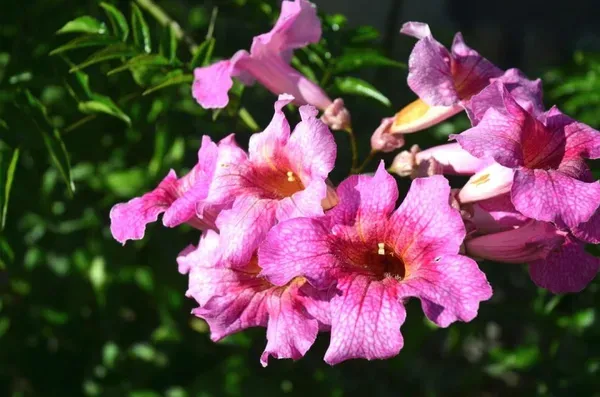 Tecoma_Climber_Pink_Organic_Plant