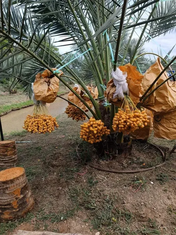 Arabian_Claimante_Organic_Palm_Plant