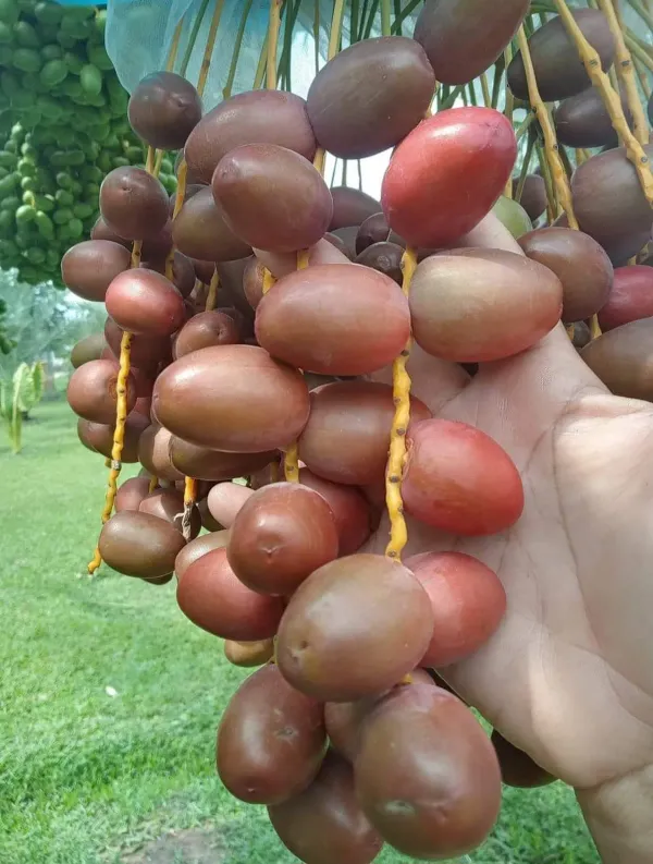 Arabian_Claimante_Organic_Palm_Plant