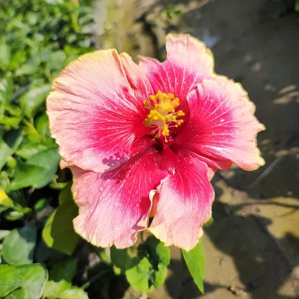 Hibiscus_Valentine_Organic_Plant_For_Home