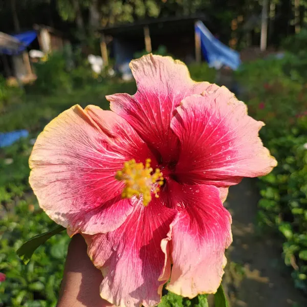 Hibiscus_Valentine_Organic_Plant_For_Home