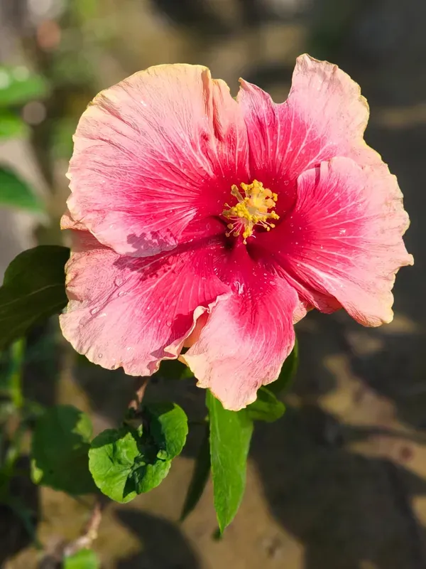 Hibiscus_Valentine_Organic_Plant_For_Home