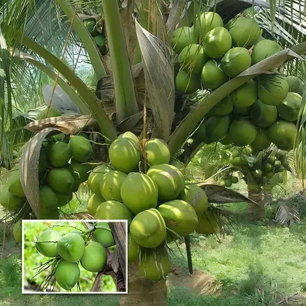 Gangabardhan_Coconut_Dwarf_Organic_Plant