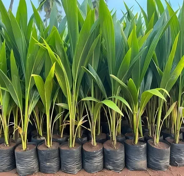 Gangabardhan_Coconut_Dwarf_Organic_Plant