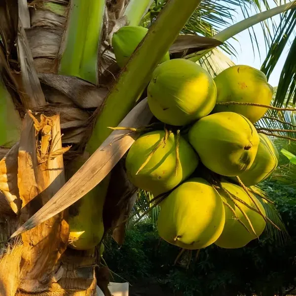 Gangabardhan_Coconut_Dwarf_Organic_Plant