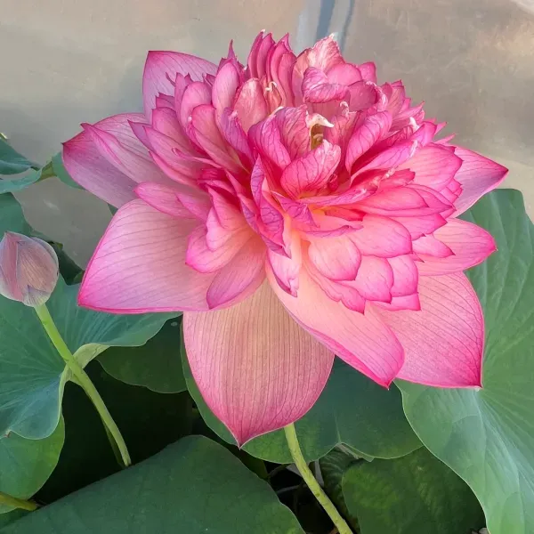 Chainese_Double_Lotus_Tuber_Organic