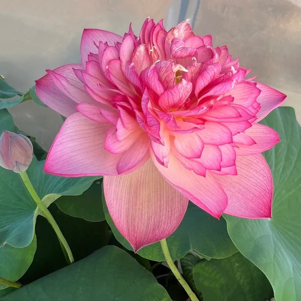 Chainese_Double_Lotus_Tuber_Organic