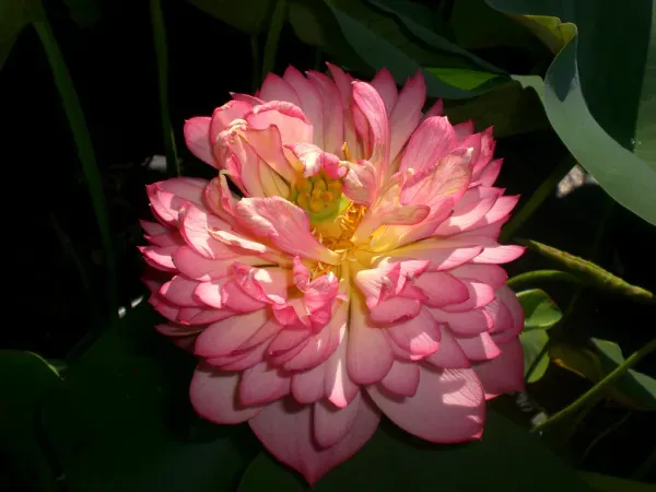 Chainese_Double_Lotus_Tuber_Organic