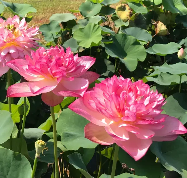 Chainese_Double_Lotus_Tuber_Organic