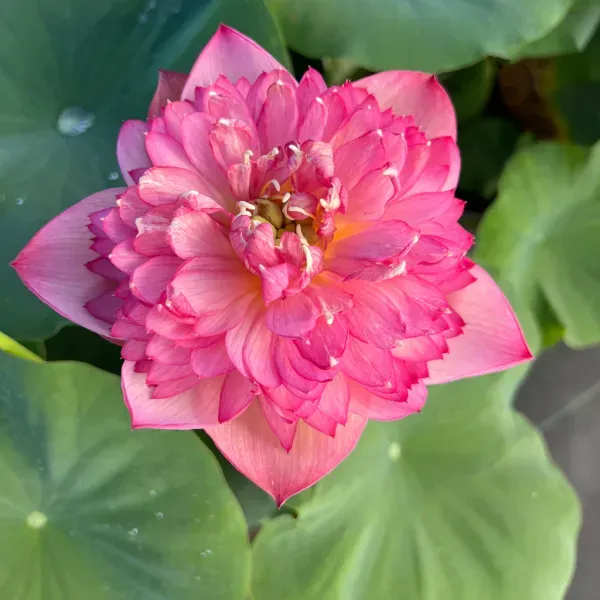 Chainese_Double_Lotus_Tuber_Organic