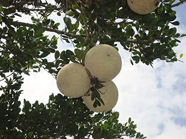 Ornamental_Apple___Organic_Plant_For_Home