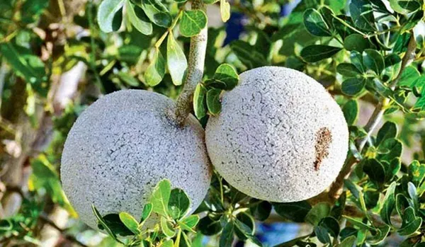 Ornamental_Apple___Organic_Plant_For_Home