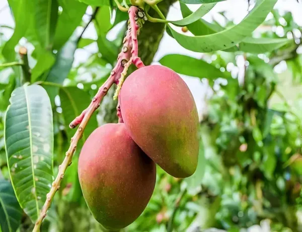 Keshar_Mango___Organic_Plant_For_Home