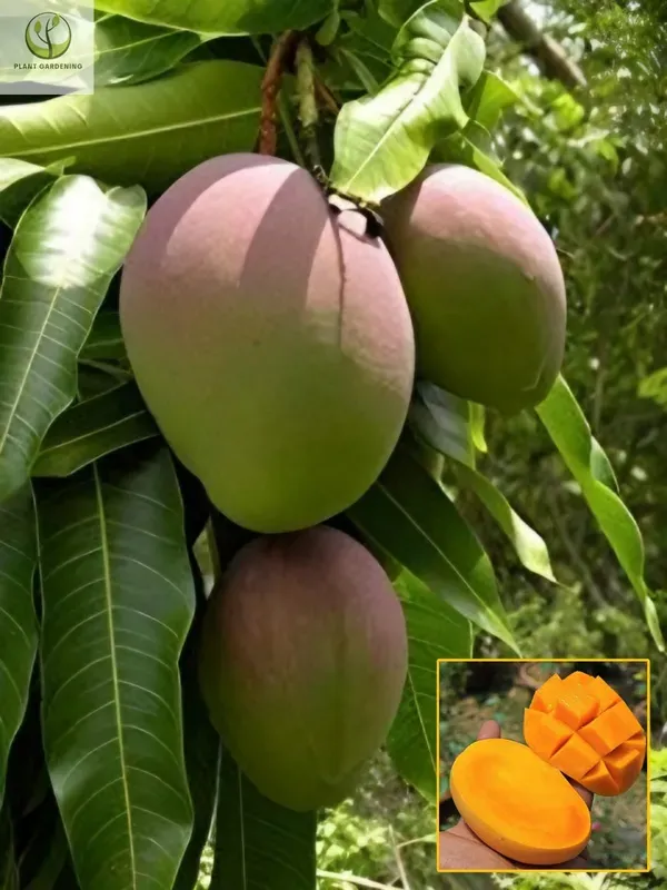 Keshar_Mango___Organic_Plant_For_Home