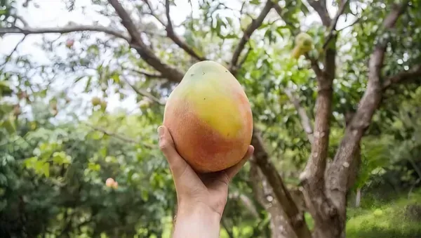 Keshar_Mango___Organic_Plant_For_Home