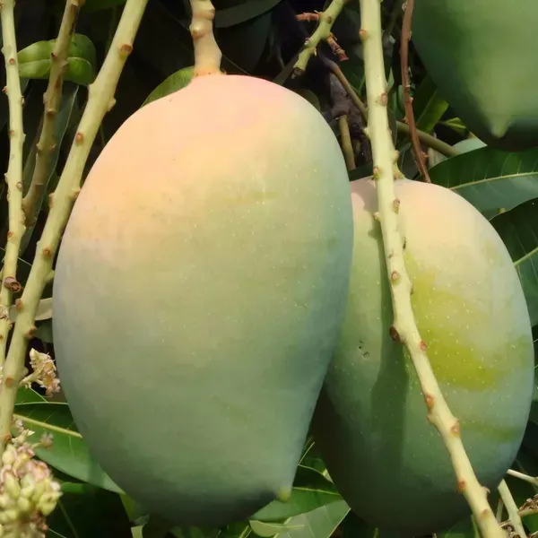Keshar_Mango___Organic_Plant_For_Home