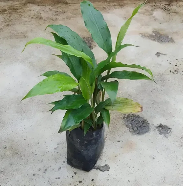 Ealichi_Plant_Indian_Organic_Cardamom