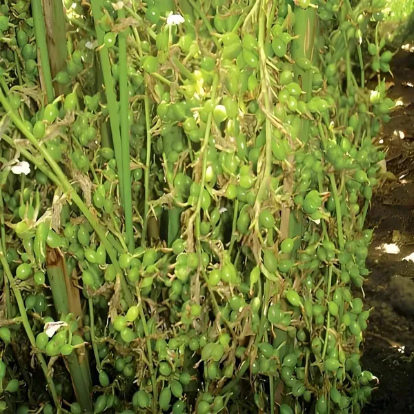 Ealichi_Plant_Indian_Organic_Cardamom