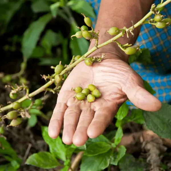 Ealichi_Plant_Indian_Organic_Cardamom