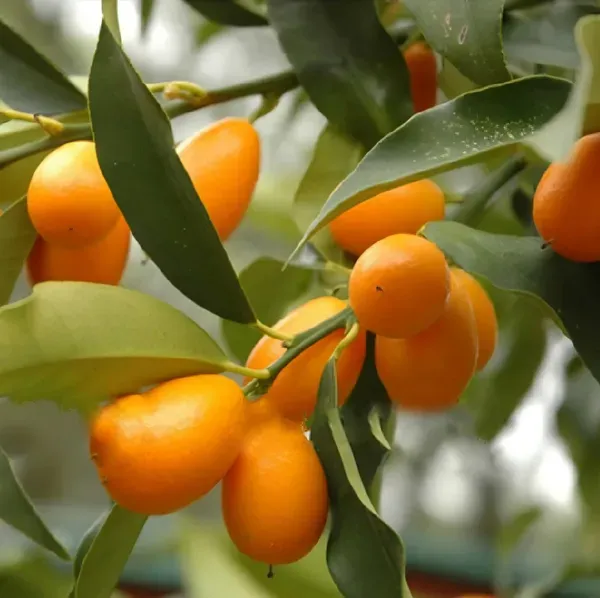 Sweet_Lemon_Organic_Plant_Ornamental