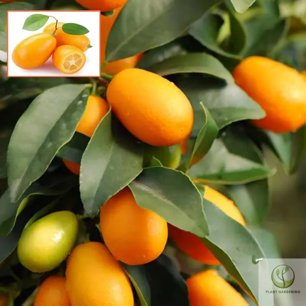 Sweet_Lemon_Organic_Plant_Ornamental