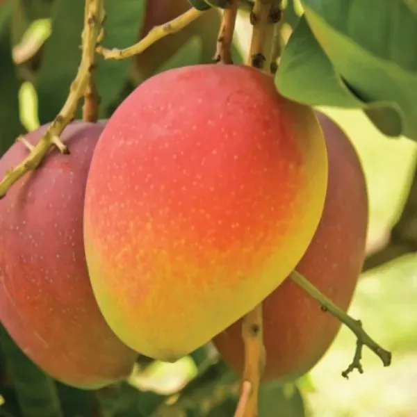 Ornamental_Mango___Organic_Plant_For_Home