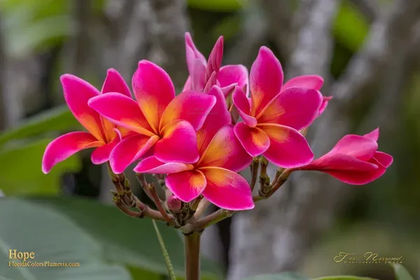 Plumeria_By_Colour_Organic_Plant