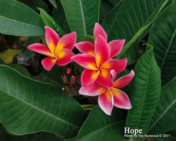 Plumeria_By_Colour_Organic_Plant