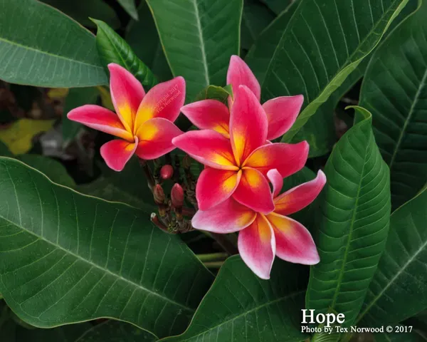 Plumeria_By_Colour_Organic_Plant