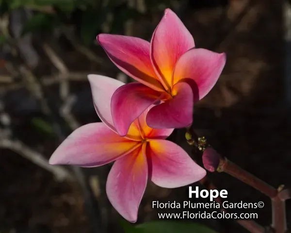 Plumeria_By_Colour_Organic_Plant